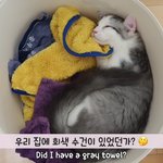 [댓글부탁해] <b>회색</b> 털덩어리가 내 마음을 훔쳐갔어