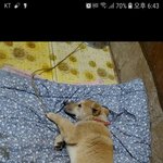[강아지] 임시보호처가 되어주세요