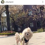 [강아지] 프링이랑 <b>평화</b>로운 일상 세번째