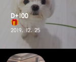 오늘 우리 <b>강쥐</b> 100일이야