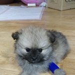 [강아지] 짜장 잔뜩 묻을 <b>삼둥이들</b>2