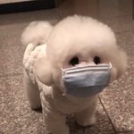 마스크 반드시 써야하는 이유[<b>필독</b>]
