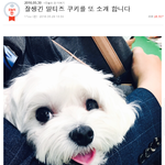 심쿵주의 잘생긴 말티즈 쿠키를 또 소개 합니다. <b>심장폭행</b> 죄송합니다 !