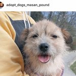 4일후 안락사예정, 사랑스러운 1살 <b>젤다</b>