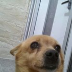 [드루와] 우리는 <b>누렁</b>이 키움~~~