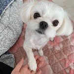 울 <b>강쥐</b> 보고 가