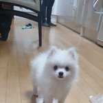 [강아지] 우리집에 솜뭉치가 왔어요