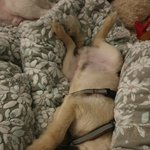 [강아지] 짜장 잔뜩 묻은 <b>삼둥이</b>들3