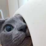 우리<b>집</b> 냐옹<b>사진</b>들