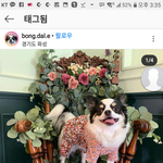 [댓글부탁해] 울집댕댕이옷봐줘라!!!!몸빼바지입힐려는데<b>색</b>추천<b>점</b>