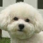 애두라 급해 추반좀해줘