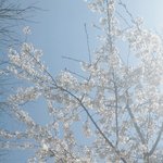 [EXO] 벚꽃사진 자동태그