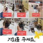 [강아지] <b>꼬맹이</b>들 가족이 되어주세요