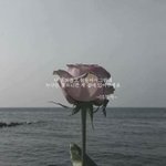 포기는 배<b>추세</b>는 단위.