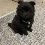 [강아지] 포메라니안에 대해!!