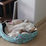 강아지고양이 키우는집 너네도 이러냐