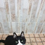 [고양이] 8년차 냥<b>아치</b>.