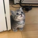 [드루와] 오  은근 좋반이 좋아<b>요수</b> 많이 올라가는구나