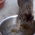 [고양이] 물고기 잡는 고양이