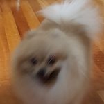 [ㅈㄱㄴ] 우리집 강아지 <b>산책</b>나가자고 했더니