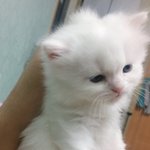 [드루와] 여름에 <b>긴팔</b>에 반바지 입으면 더워???