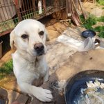 [강아지] 보호소에서 출산한 리트리버