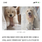 [개깊은빡침] 판 사람들 한번만 봐줘요 진짜 반려동물 키우는 사람들...
