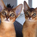 [고양이] 우리는 귀여운 아비시니안 고양이 형제