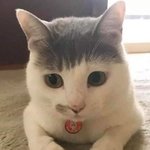 [드루와] 야야야 <b>가나</b>초콜릿은 전자레인지에 돌리고 먹어