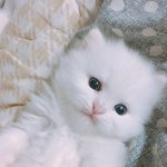 [드루와] 너네 <b>남</b>이 찍어줄때 스노우로 찍어 기본<b>캠</b>으로 찍어?