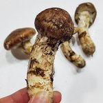 <b>버섯</b>쓰니야 너가 했다는거 이거맞음?