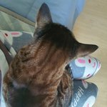 [드루와] 우리 고양이 허벅지에 자리<b>잡음</b>