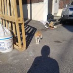 길고양이 <b>상처</b>난거 봤는데 고양이 키우는사람 들어와봐ㅠㅠ