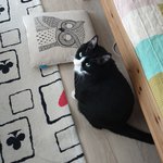 [고양이] 8년차 냥<b>아치</b>님 입맛맞추기...