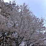[NCT] 사담! 다들 <b>벚꽃</b> 봤어?