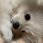 아니 남돌꿈은