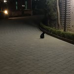 길냥이 <b>뒷태</b>봐