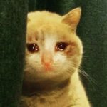[드루와] 귀여운 고양이 짤 있우면 좀 .. <b>쥬</b>라 ..