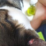 [고양이] 고양이 상처 좀 봐주세요ㅠ