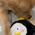 [댓글부탁해] 개가 <b>펭수</b> 인형 물어뜯음