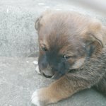<b>시</b>고르자브종 볼 <b>사람</b>