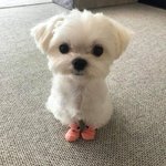 50 <b>확률</b>로 귀짤임