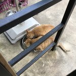 길고양이 밥준다
