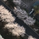 [댓글부탁해] 벚꽃구경 <b>하러</b> 나간당~
