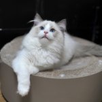 [이것좀봐줘] 랙돌 꼬맹이 하쿠애오