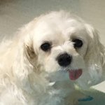 [ㅈㄱㄴ] <b>울</b><b>집</b> 강아지 혀 왜이러냐