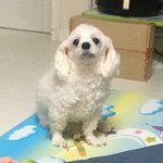 [ㅈㄱㄴ] <b>모야</b> 너네 강아지 좋아하니?