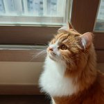 아기냥 <b>호빵</b>이-32