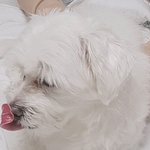 [ㅈㄱㄴ] 혀 모음