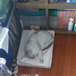 [강아지] 개 냥 <b>천지</b>창조